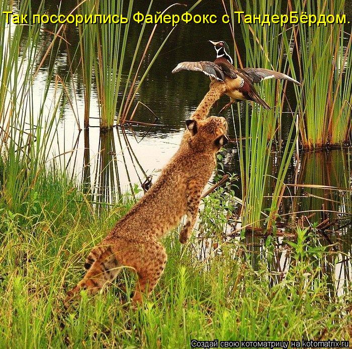 Так поссорились ФайерФокс с ТандерБёрдом...... Котоматрица: Так поссорились ФайерФокс с ТандерБёрдом...