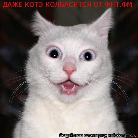 ДАЖЕ КОТЭ КОЛБАСИТСЯ ОТ ФНТ.ФМ... Котоматрица: ДАЖЕ КОТЭ КОЛБАСИТСЯ ОТ ФНТ.ФМ