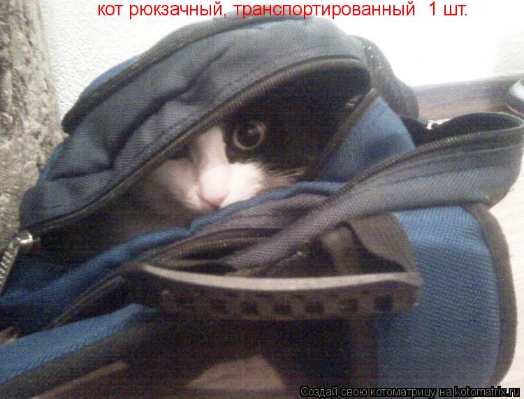 кот рюкзачный, транспортированный 1 шт.... Котоматрица: кот рюкзачный, транспортированный 1 шт.
