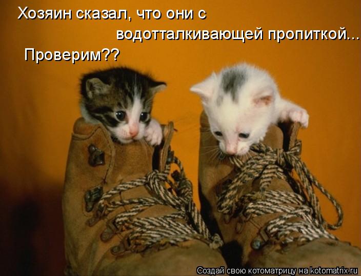 Хозяин сказал, что они с водотталкивающей пропиткой... Проверим??... Котоматрица: Хозяин сказал, что они с водотталкивающей пропиткой... Проверим??