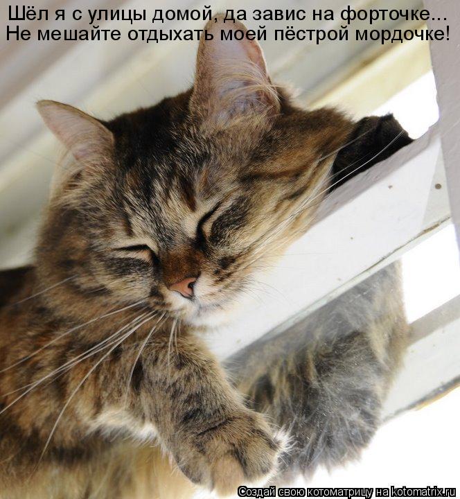 Шёл я с улицы домой, да завис на форточке... Не мешайте отдыхать моей пёстрой мордочке!... Котоматрица: Шёл я с улицы домой, да завис на форточке... Не мешайте отдыхать моей пёстрой мордочке!