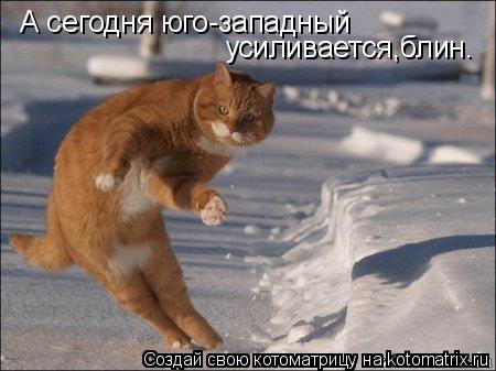 А сегодня юго-западный усиливается,блин.... Котоматрица: А сегодня юго-западный усиливается,блин.
