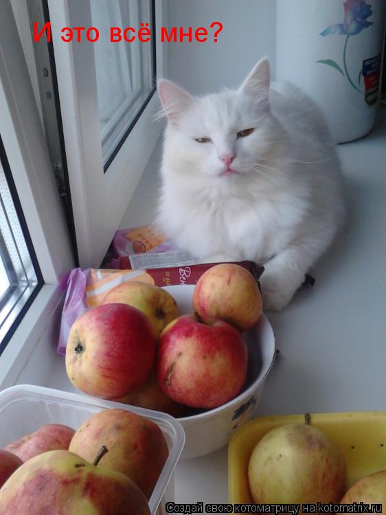 И это всё мне?... Котоматрица: И это всё мне?