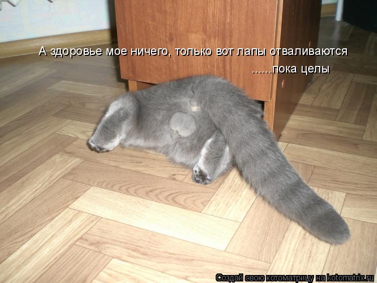 А здоровье мое ничего, только вот лапы отваливаются ......пока целы... Котоматрица: А здоровье мое ничего, только вот лапы отваливаются ......пока целы