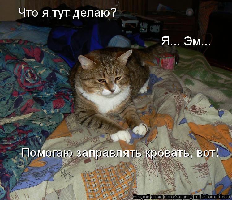 Что я тут делаю? Я... Эм... Помогаю заправлять кровать, вот!... Котоматрица: Что я тут делаю? Я... Эм... Помогаю заправлять кровать, вот!
