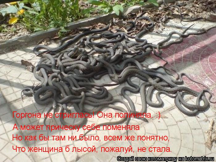Горгона не стриглась! Она полиняла. :) А может прическу себе поменяла Но как бы там ни было, всем же ... Котоматрица: Горгона не стриглась! Она полиняла. :) А может прическу себе поменяла Но как бы там ни было, всем же понятно, Что женщина б лысой, пожалуй, не с
