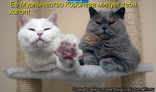 Её Мурлычество Королева милует тебя, холоп!... Котоматрица: Её Мурлычество Королева милует тебя, холоп!