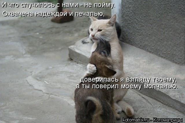 И что случилось с нами - не пойму. Охвачена надеждой и печалью, доверилась я взгляду твоему, а ты пов... Котоматрица: И что случилось с нами - не пойму. Охвачена надеждой и печалью, доверилась я взгляду твоему, а ты поверил моему молчанью.