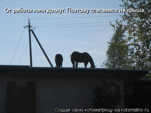От работы кони дохнут. Поэтому спасаемся на крыше. От работы кони дохнут. Поэтому спасаемся на крыше.... Котоматрица: От работы кони дохнут. Поэтому спасаемся на крыше. От работы кони дохнут. Поэтому спасаемся на крыше.