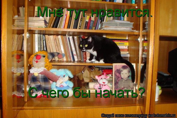 Котоматрица: Мне тут нравится. С чего бы начать?