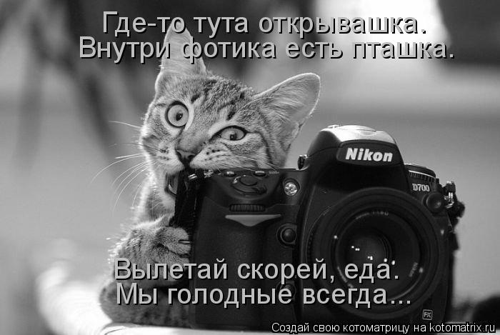 Котоматрица: Где-то тута открывашка. Внутри фотика есть пташка. Вылетай скорей, еда. Мы голодные всегда...