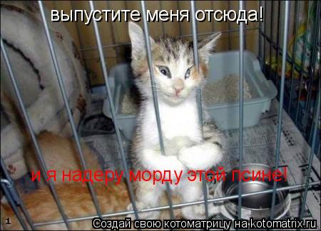 Котоматрица: выпустите меня отсюда! и я надеру морду этой псине!