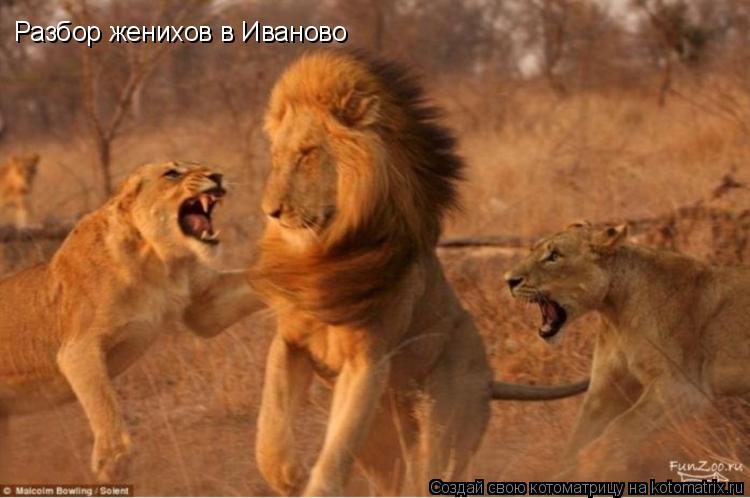Котоматрица: Разбор женихов в Иваново
