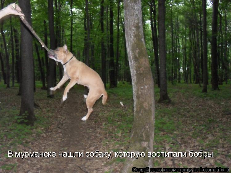 Котоматрица: В мурманске нашли собаку, которую воспитали бобры