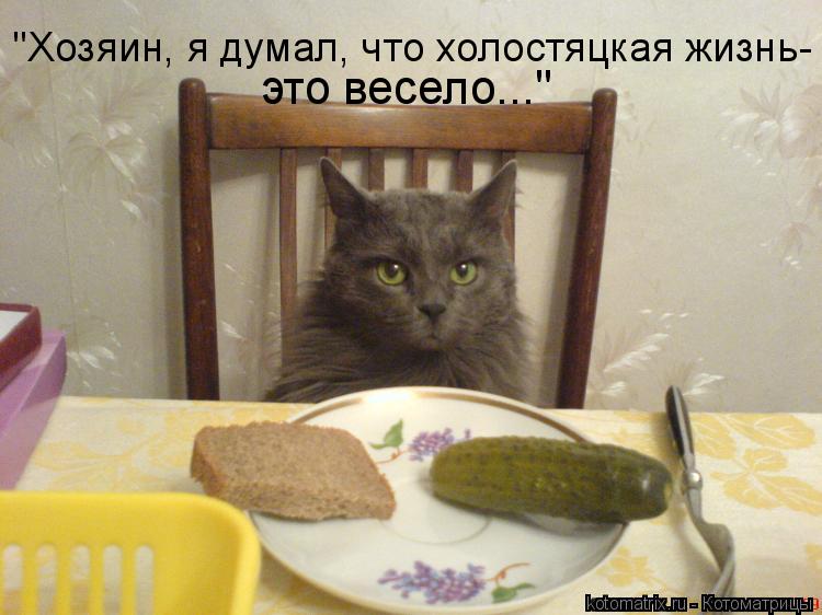 Котоматрица: "Хозяин, я думал, что холостяцкая жизнь- это весело..."