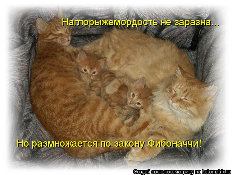 Котоматрица: Наглорыжемордость не заразна... Но размножается по закону Фибоначчи!
