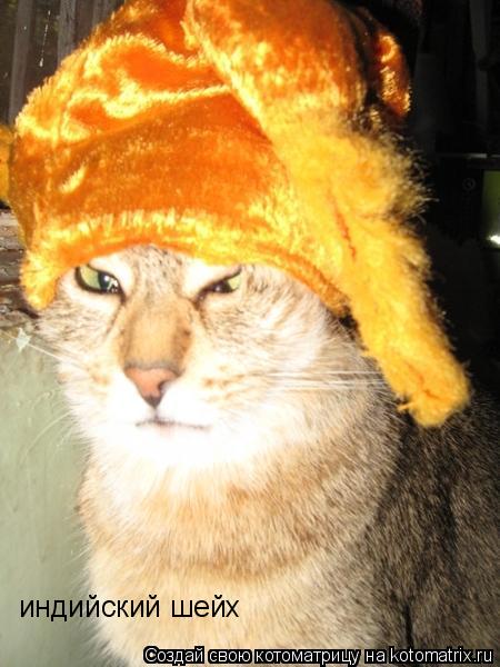 Котоматрица: индийский шейх