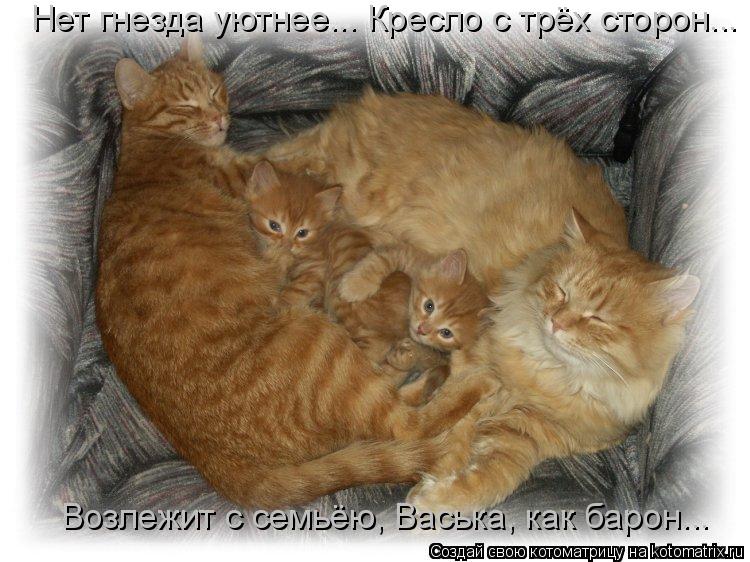 Нет гнезда уютнее... Кресло с трёх сторон... Возлежит с семьёю, Васька, как барон...... Котоматрица: Нет гнезда уютнее... Кресло с трёх сторон... Возлежит с семьёю, Васька, как барон...