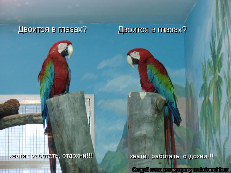 Котоматрица: Двоится в глазах? Двоится в глазах? хватит работать, отдохни!!! хватит работать, отдохни!!!
