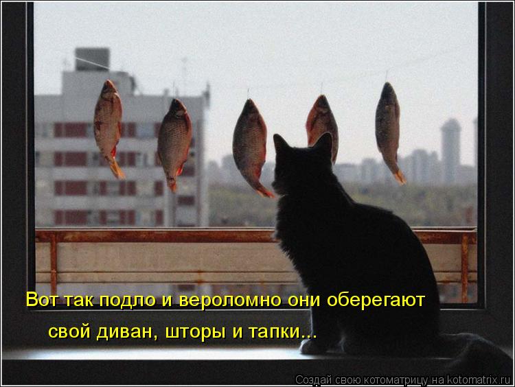 Котоматрица: Вот так подло и вероломно они оберегают свой диван, шторы и тапки...