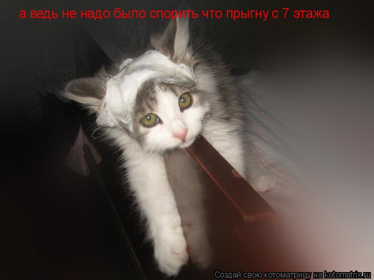 Котоматрица: а ведь не надо было спорить что прыгну с 7 этажа