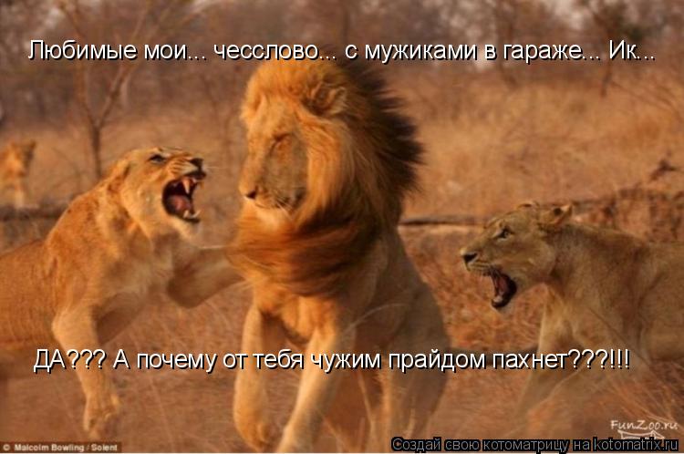 Котоматрица: Любимые мои... чесслово... с мужиками в гараже... Ик... ДА??? А почему от тебя чужим прайдом пахнет???!!!