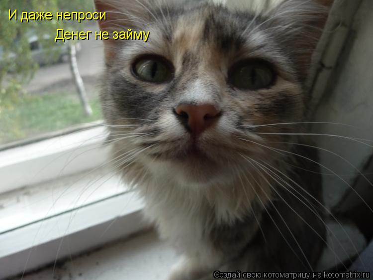 Котоматрица: И даже непроси  Денег не займу