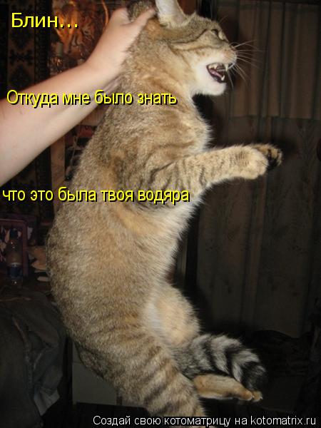 Котоматрица: Блин...  Откуда мне было знать  что это была твоя водяра