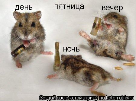Котоматрица: пятница день вечер ночь