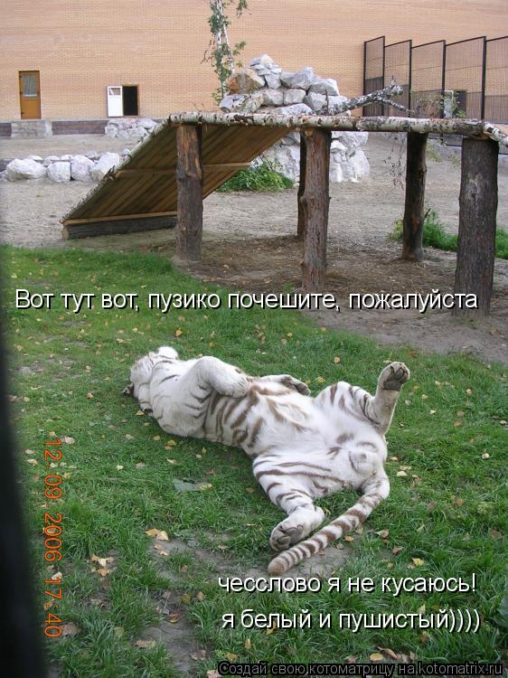 Котоматрица: Вот тут вот, пузико почешите, пожалуйста чесслово я не кусаюсь! я белый и пушистый))))