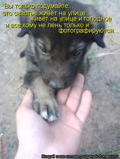 Котоматрица: Вы только подумайте... это счастье живёт на улице   живёт на улице и голодное  и все кому не лень только и фотографируются...