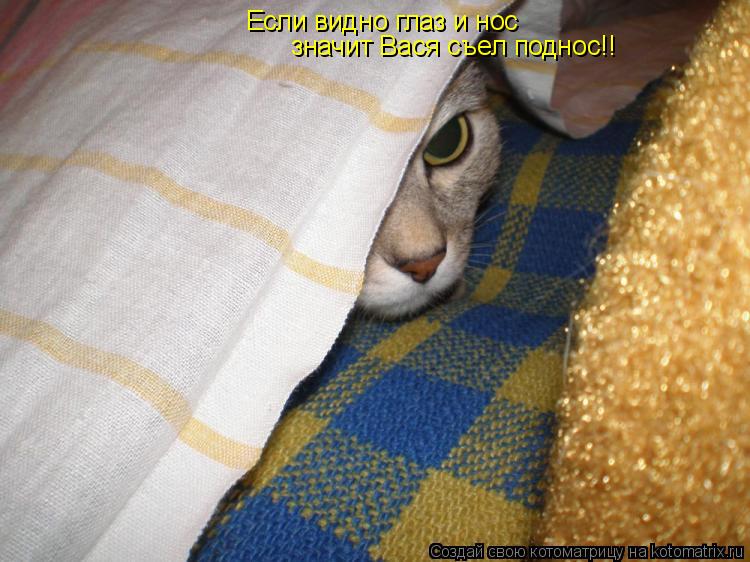 Котоматрица: Если видно глаз и нос значит Вася съел поднос!!