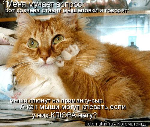 Меня мучает вопрос: Вот хозяева ставят мышеловки и говорят: мыши клюнут на приманку-сыр. А как мыши м... Котоматрица: Меня мучает вопрос: Вот хозяева ставят мышеловки и говорят: мыши клюнут на приманку-сыр. А как мыши могут клевать,если у них КЛЮВА нету?