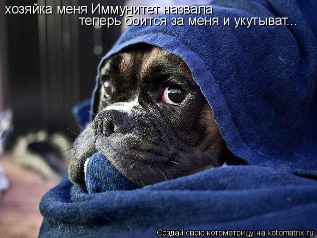 хозяйка меня Иммунитет назвала теперь боится за меня и укутыват...... Котоматрица: хозяйка меня Иммунитет назвала теперь боится за меня и укутыват...
