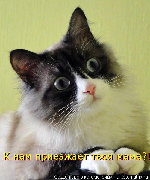 Котоматрица: К нам приезжает твоя мама?! К нам приезжает твоя мама?!