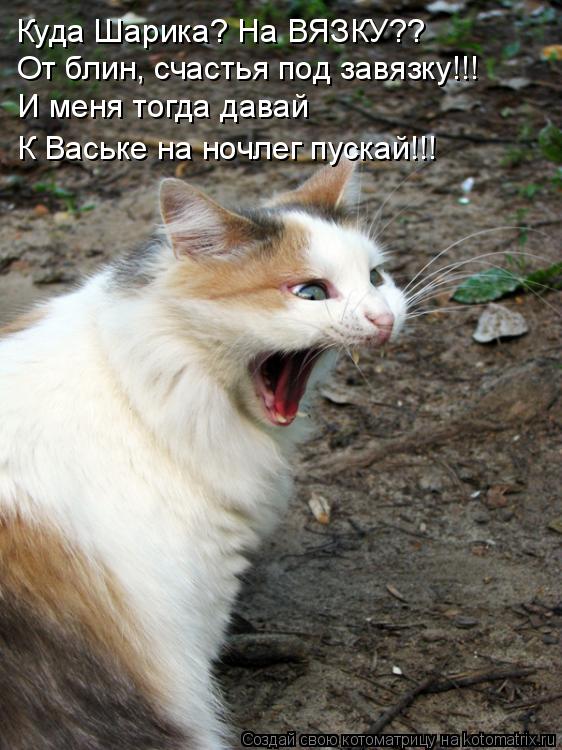 От блин, счастья под завязку!!! И меня тогда давай К Ваське на ночлег пускай!!! Куда Шарика? На ВЯЗКУ... Котоматрица: От блин, счастья под завязку!!! И меня тогда давай К Ваське на ночлег пускай!!! Куда Шарика? На ВЯЗКУ??