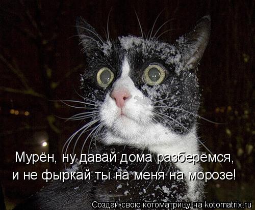 Мурён, ну давай дома разберёмся, и не фыркай ты на меня на морозе!... Котоматрица: Мурён, ну давай дома разберёмся, и не фыркай ты на меня на морозе!