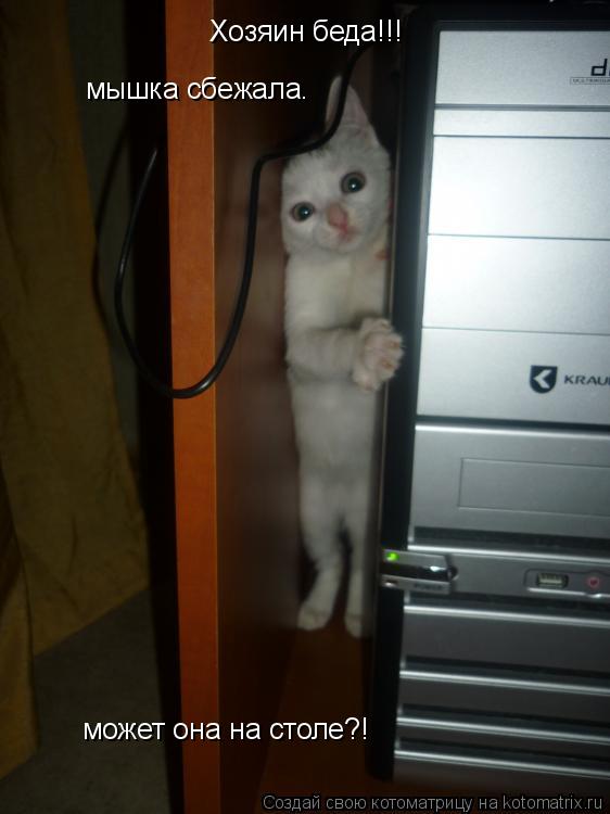 мышка сбежала. может она на столе?! Хозяин беда!!!... Котоматрица: мышка сбежала. может она на столе?! Хозяин беда!!!