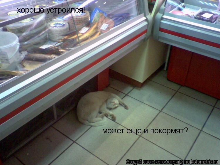 хорошо устроился! может еще и покормят?... Котоматрица: хорошо устроился! может еще и покормят?