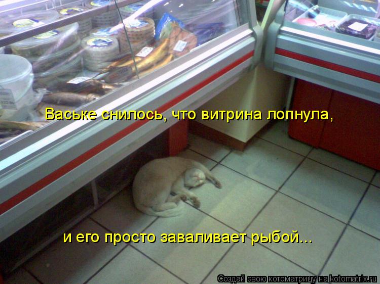 Ваське снилось, что витрина лопнула, и его просто заваливает рыбой...... Котоматрица: Ваське снилось, что витрина лопнула, и его просто заваливает рыбой...