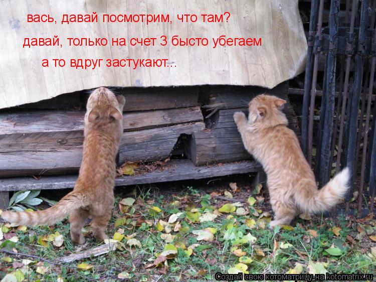 вась, давай посмотрим, что там? давай, только на счет 3 бысто убегаем а то вдруг застукают...... Котоматрица: вась, давай посмотрим, что там? давай, только на счет 3 бысто убегаем а то вдруг застукают...