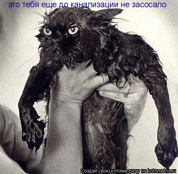 это тебя еще до канализации не засосало... Котоматрица: это тебя еще до канализации не засосало