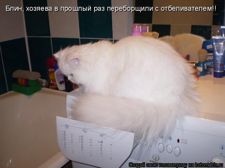 Блин, хозяева в прошлый раз переборщили с отбеливателем!!... Котоматрица: Блин, хозяева в прошлый раз переборщили с отбеливателем!!