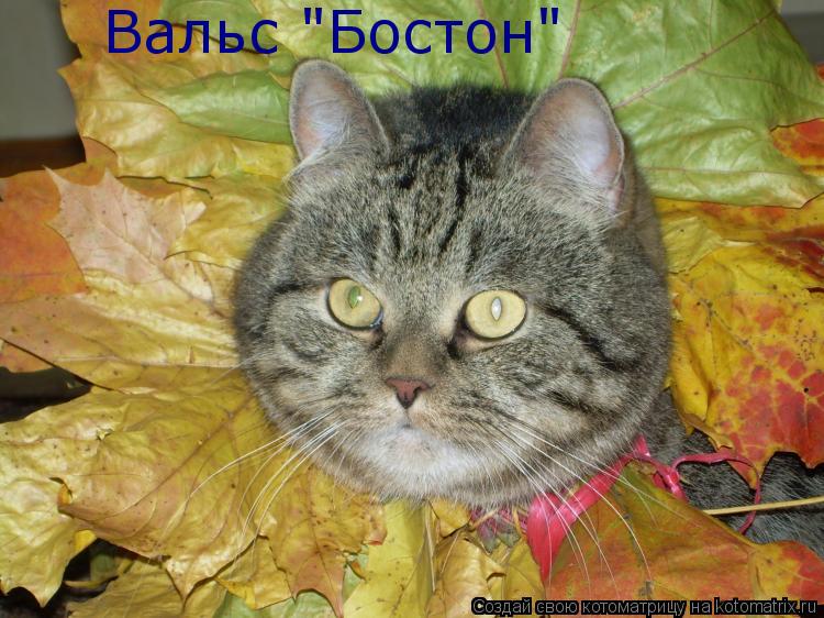 Вальс "Бостон"... Котоматрица: Вальс "Бостон"