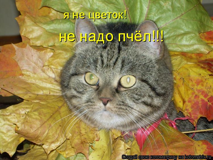 я не цветок! я не цв не надо пчёл!!!... Котоматрица: я не цветок! я не цв не надо пчёл!!!