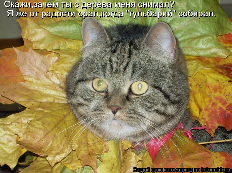 Скажи,зачем ты с дерева меня снимал? Я же от радости орал,когда "гульбарий" собирал.... Котоматрица: Скажи,зачем ты с дерева меня снимал? Я же от радости орал,когда "гульбарий" собирал.