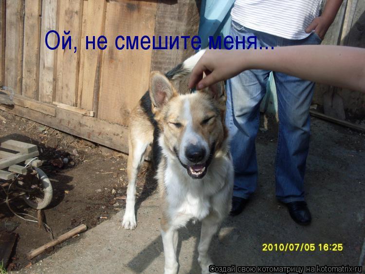 Ой, не смешите меня...... Котоматрица: Ой, не смешите меня...