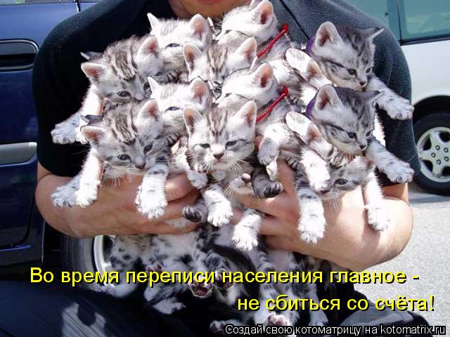Во время переписи населения главное - не сбиться со счёта!... Котоматрица: Во время переписи населения главное - не сбиться со счёта!