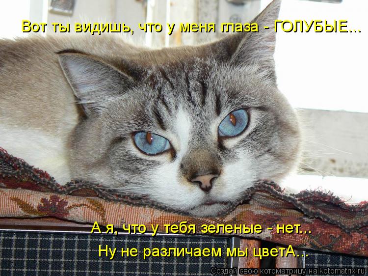 Вот ты видишь, что у меня глаза - ГОЛУБЫЕ... А я, что у тебя зеленые - нет... Ну не различаем мы цве... Котоматрица: Вот ты видишь, что у меня глаза - ГОЛУБЫЕ... А я, что у тебя зеленые - нет... Ну не различаем мы цветА...
