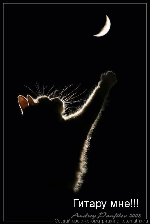Гитару мне!!!... Котоматрица: Гитару мне!!!